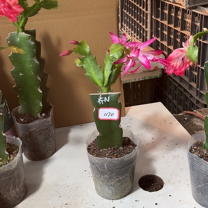 *****当前无花朵，栽培后可花朵乔恩