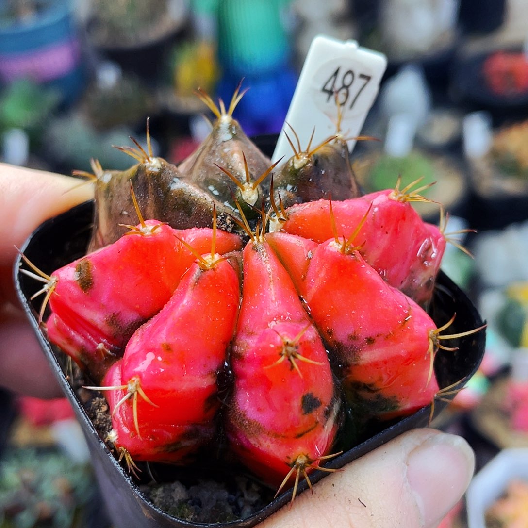 非偏远地区满25包邮仙人球