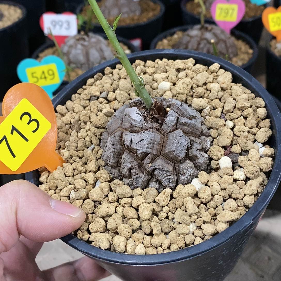 南非龟甲龙龟甲龙，