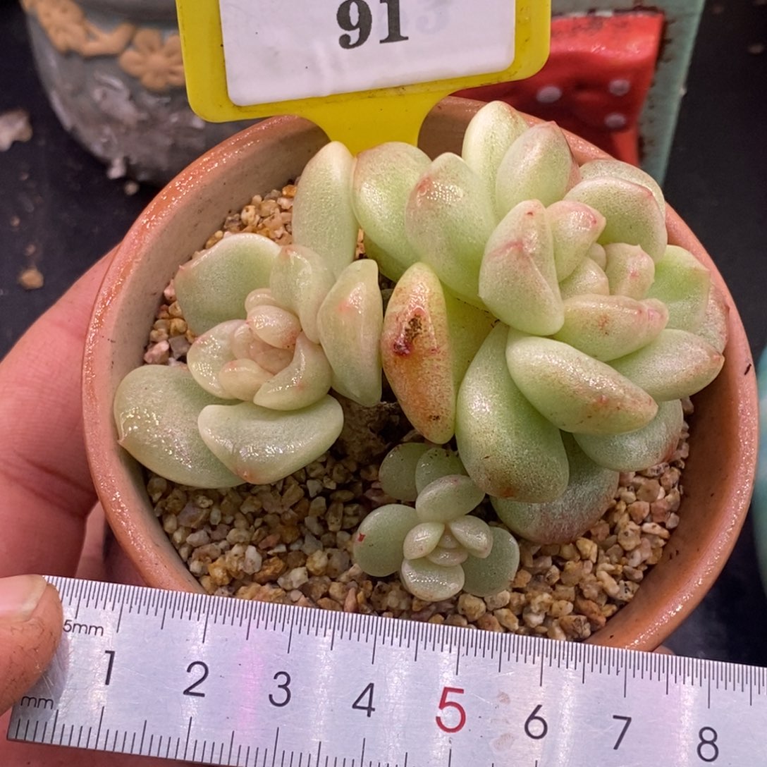 991冰玉石化三头趴地……