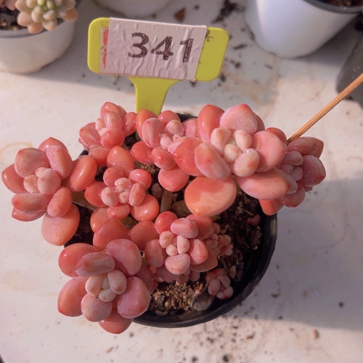 健健康康平平安安