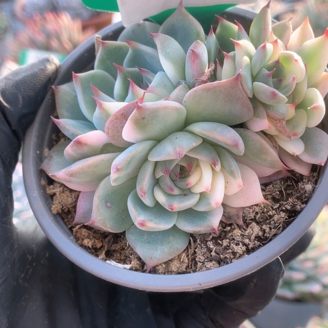 723锦锦锦锦锦锦