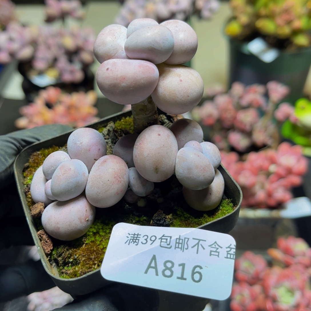 816芭比奶酪7厘米多肉