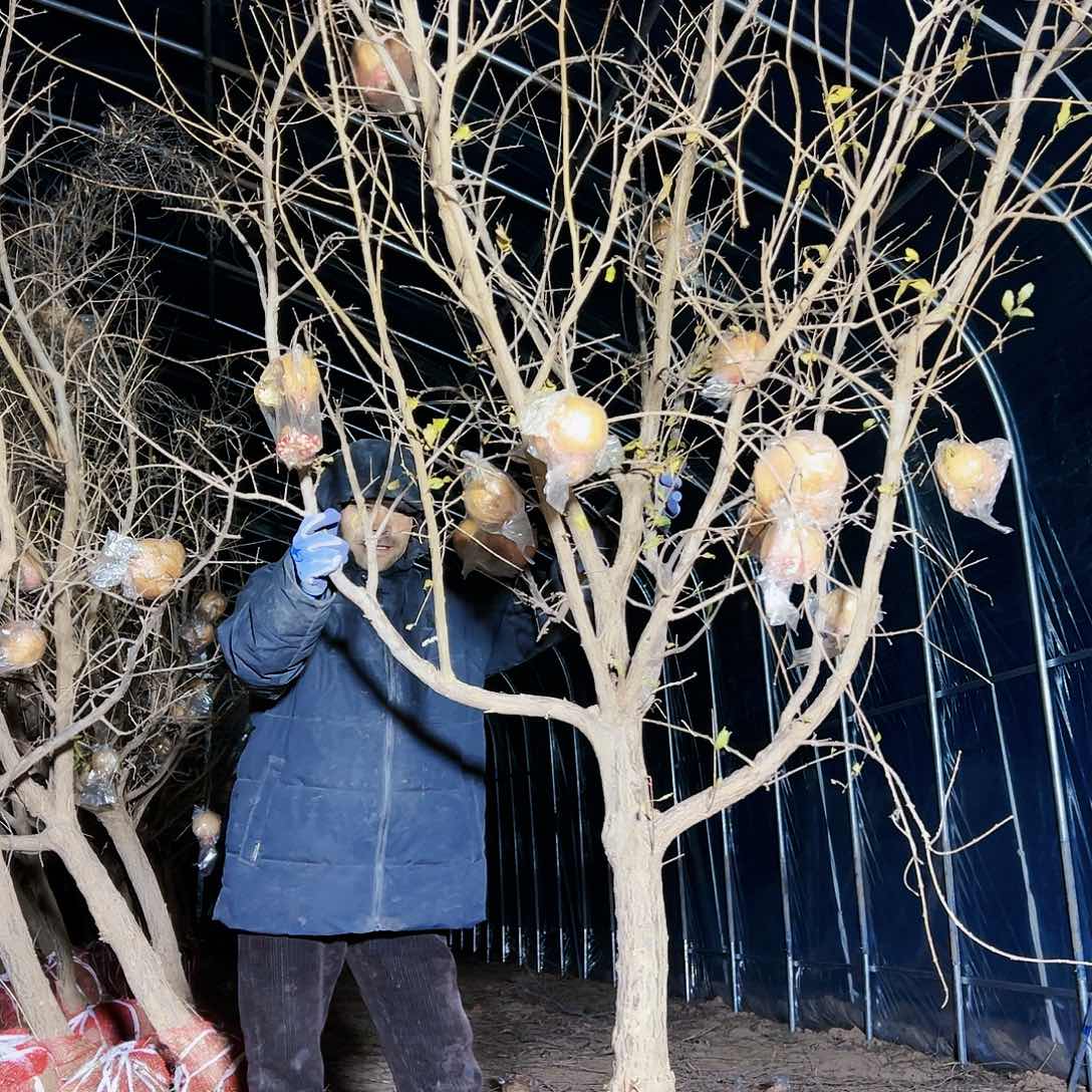 无花朵健健康康快快乐乐