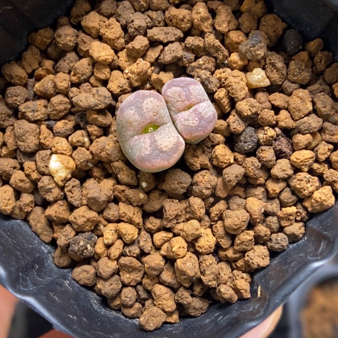 多肉植物肉锥杂交K-272 勋章杂