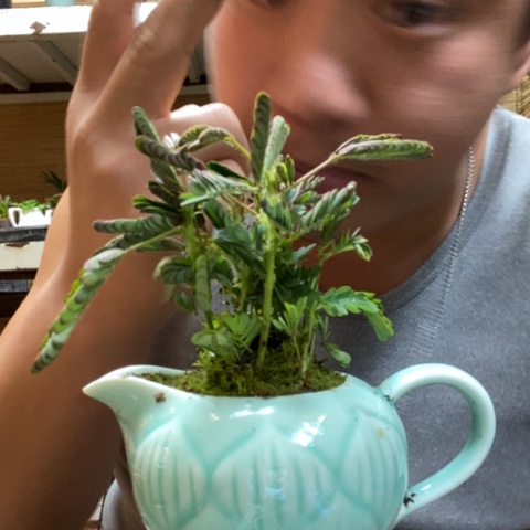 红陶一物一拍所见即所得59