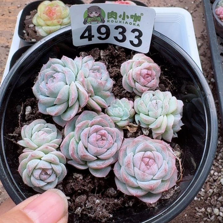 多肉植物多肉植物