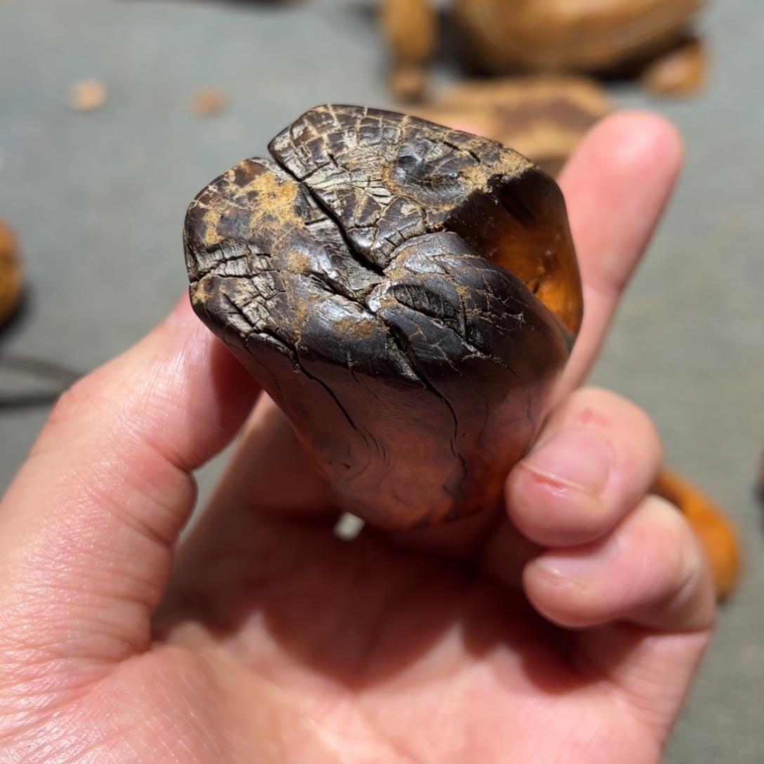 柏木（崖柏）北太行陈化崖柏