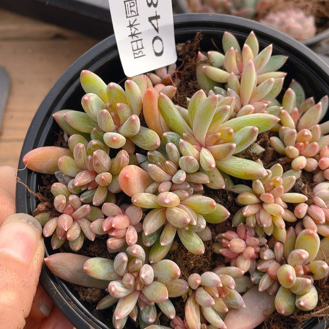 多肉植物多肉植物486