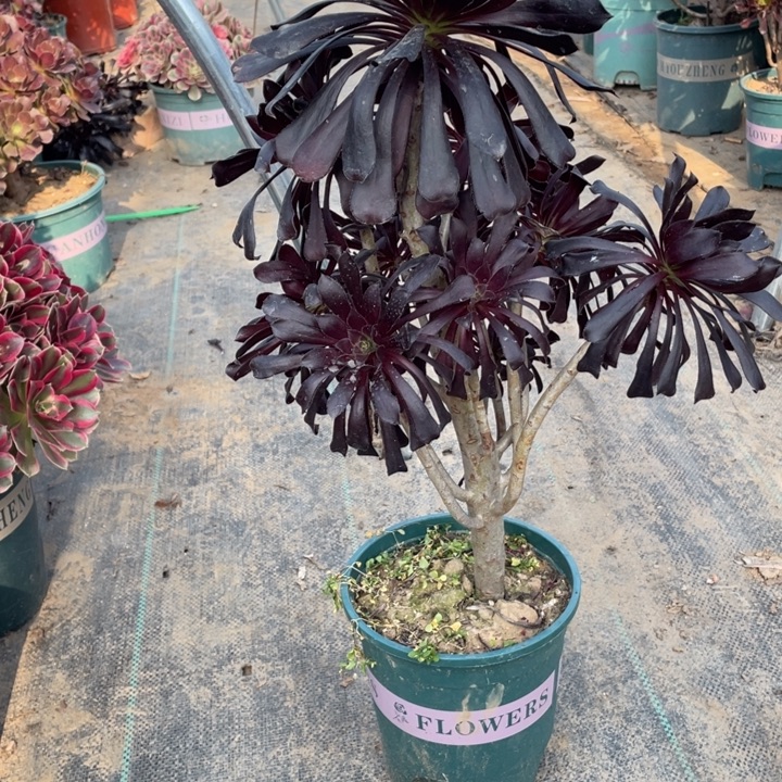 33墨法师多肉多肉植物多肉