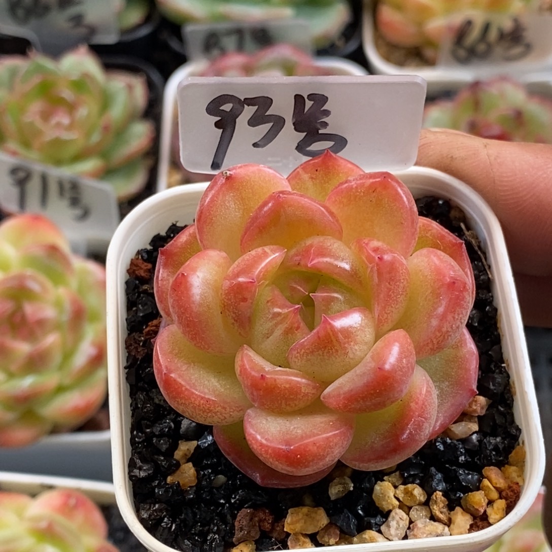 杂交个体好好好看哦……