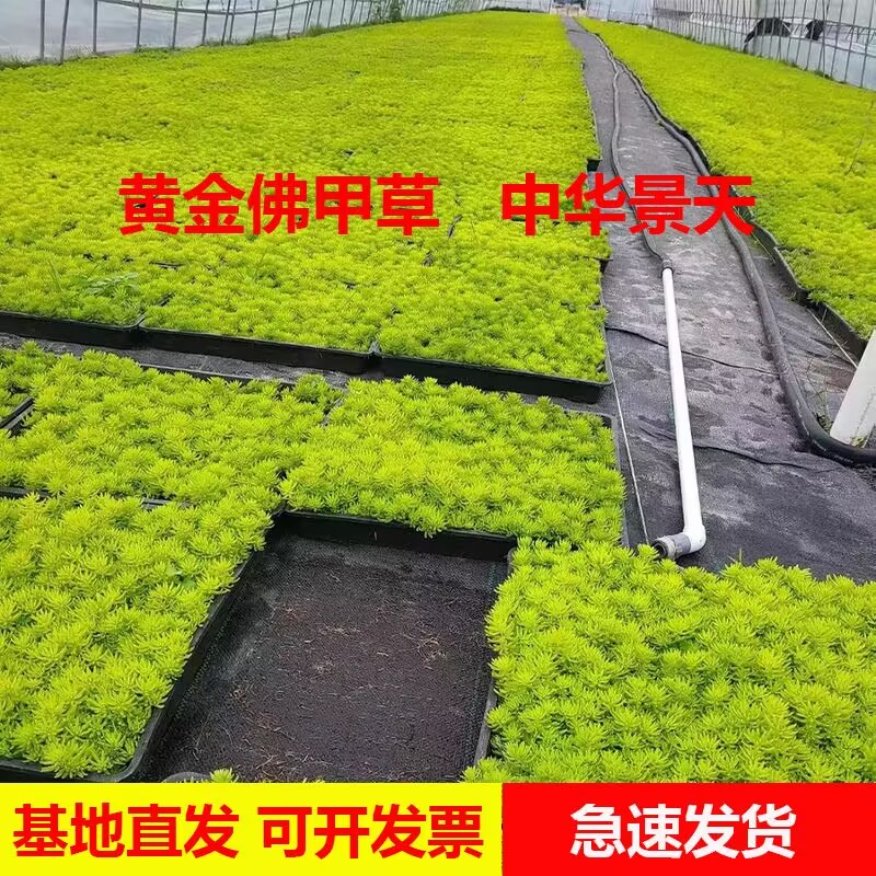 金叶佛甲草花镜地被植物耐寒耐旱北方露养栽培屋顶大理改良
