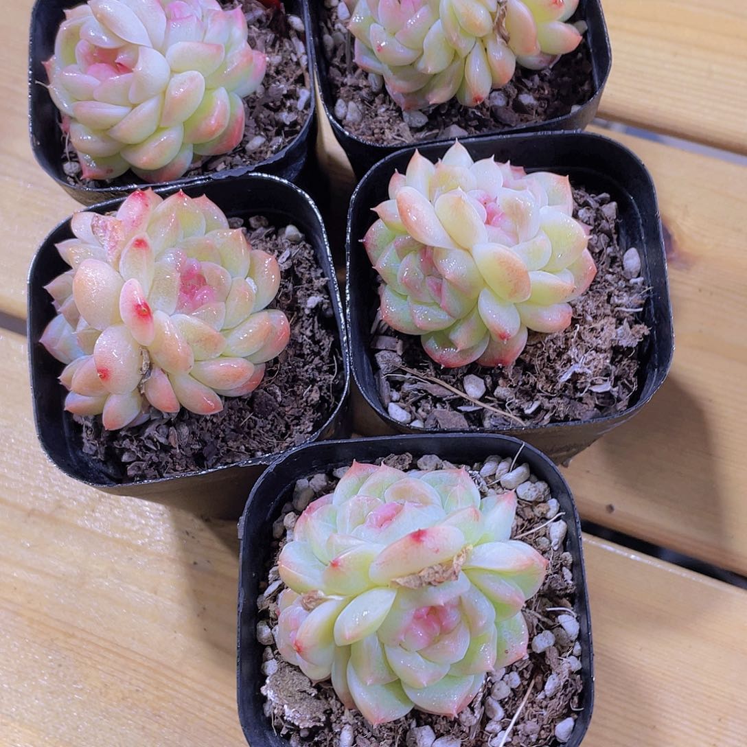 1371号 糖心精品白桃汽水一颗