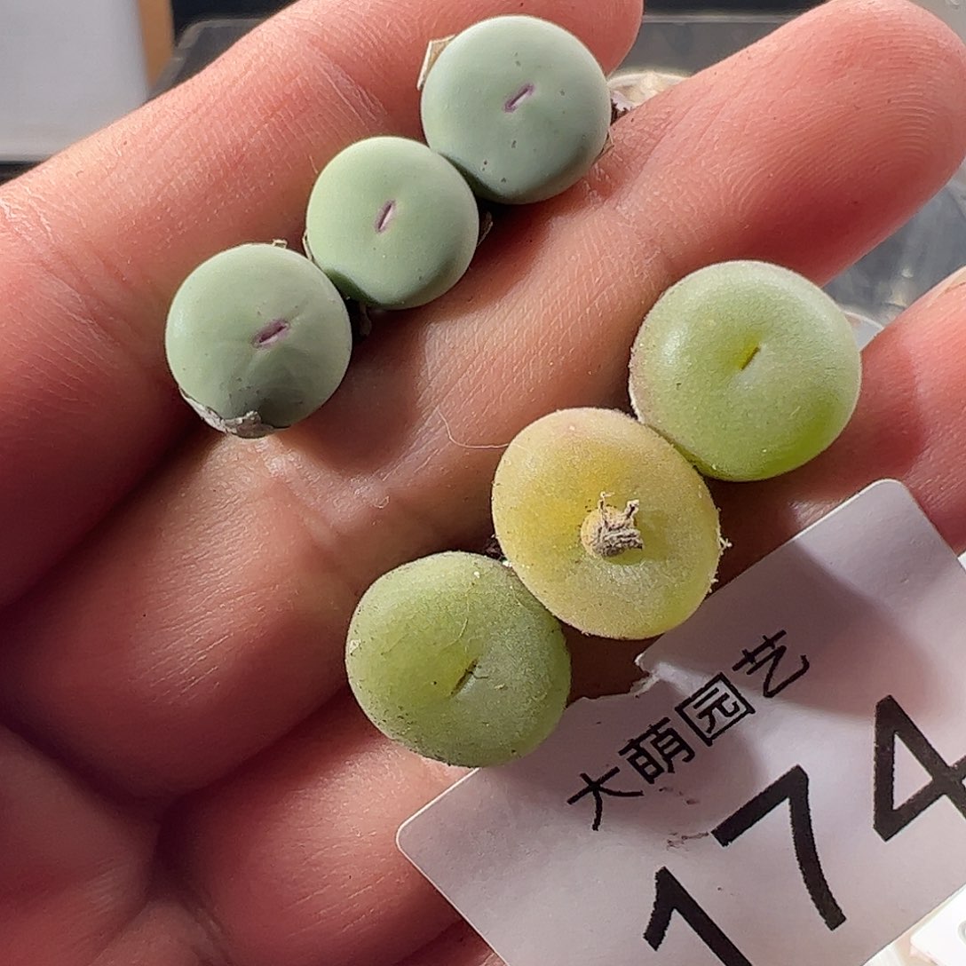 一物一拍。      174