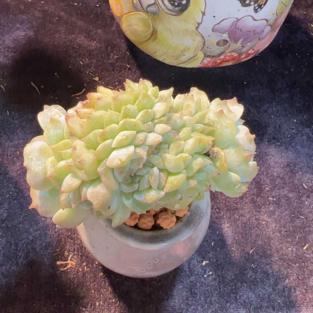 新年快乐啊宝宝们888888888