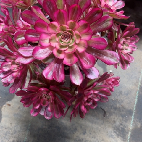 多肉植物白月光锦。