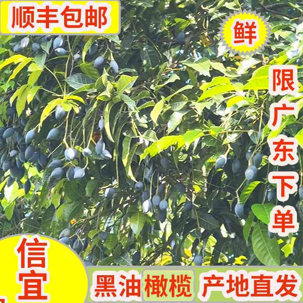 新鲜黑橄榄乌橄榄广东信宜生鲜油橄榄产地直发现摘顺丰包邮
