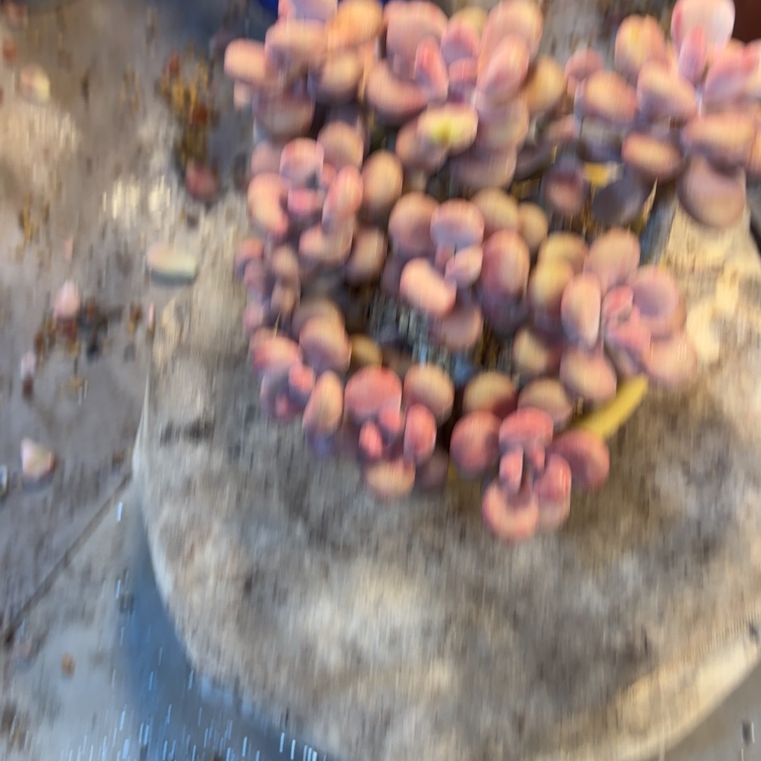 猫***?21号老庄多肉植物