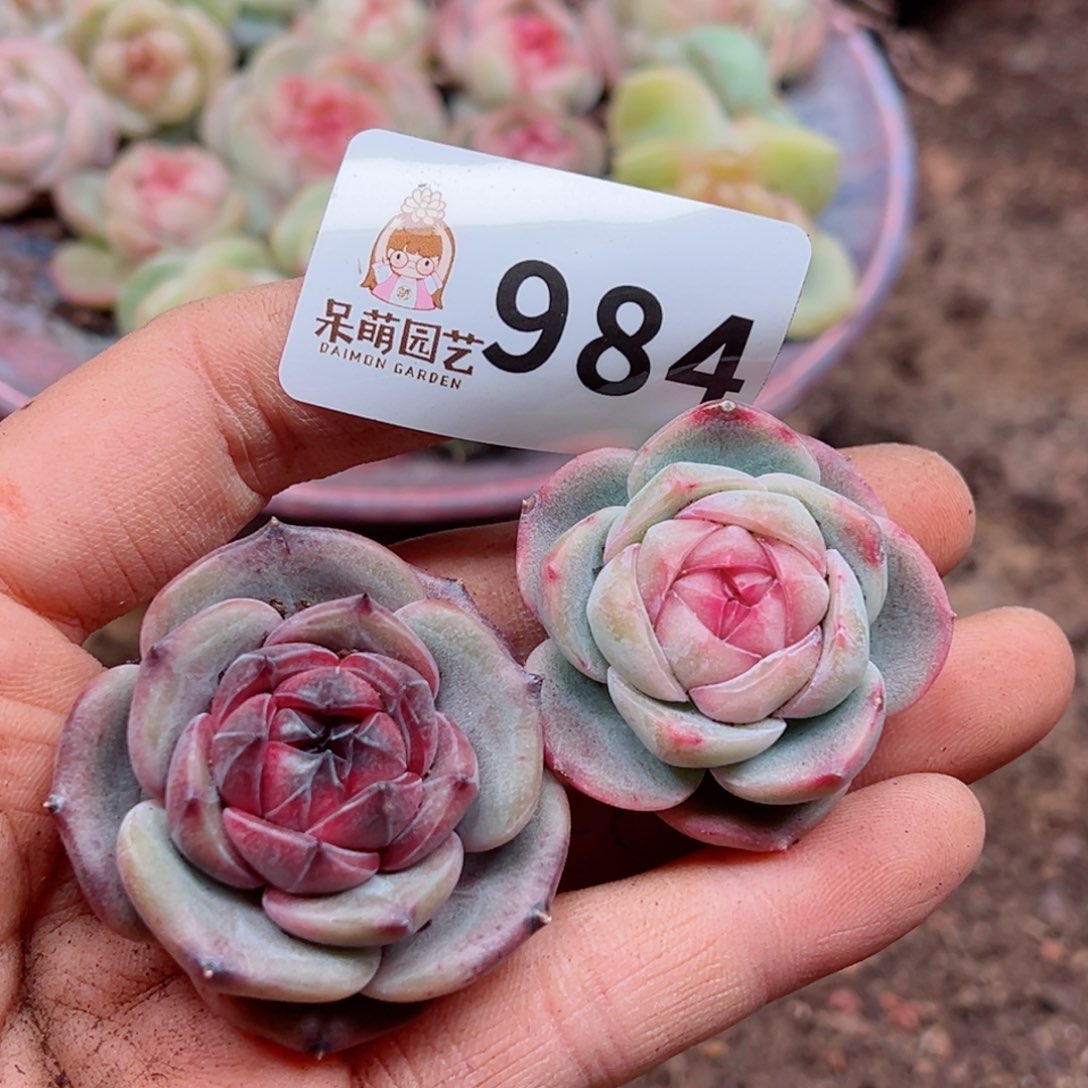 多肉植物多肉植物