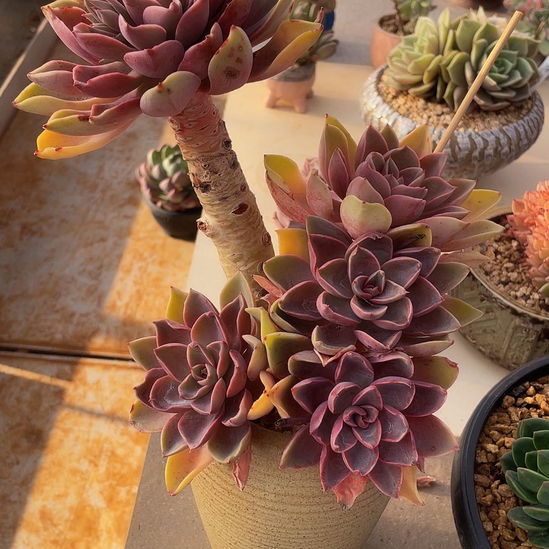 紫气东来多肉多肉多肉