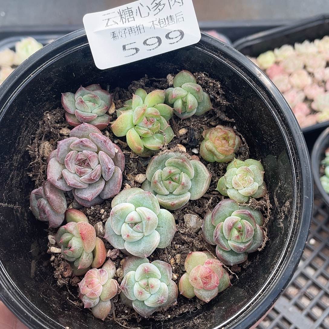 云糖心多肉植物599