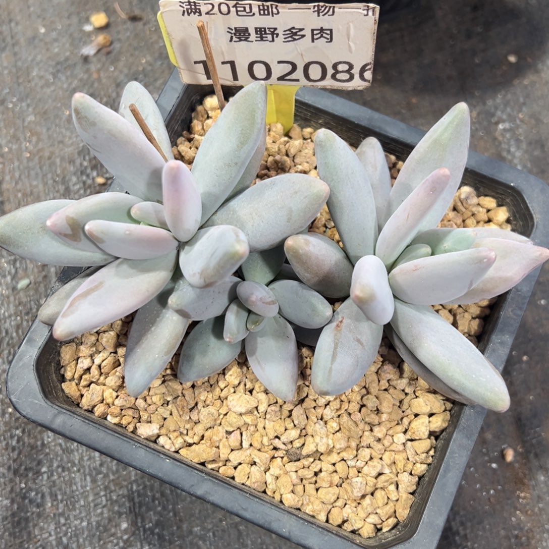 1102086 企鹅美人三头老桩