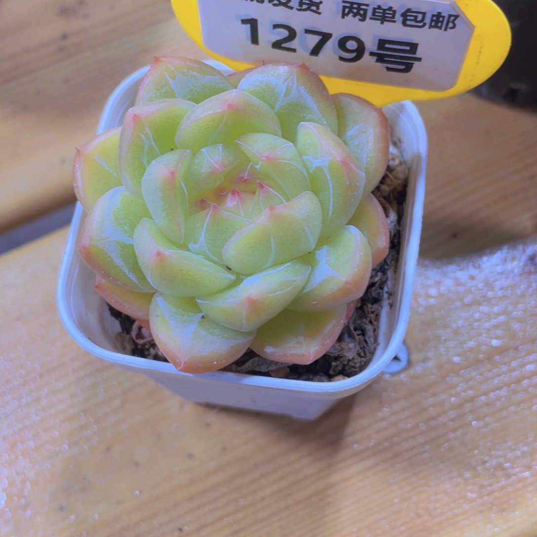 1279号 宽叶蜜蜡珍妮