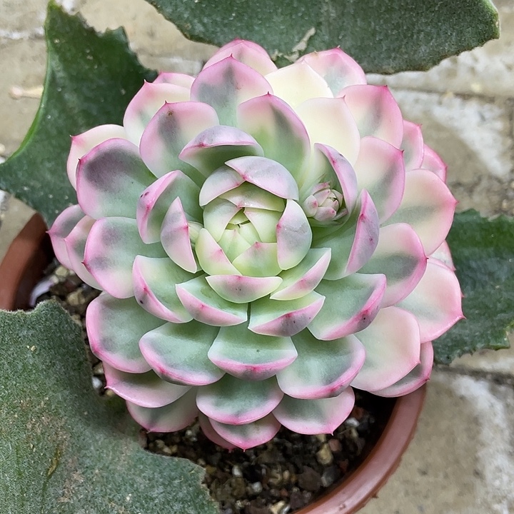 韩水晶锦一物一拍锦龙