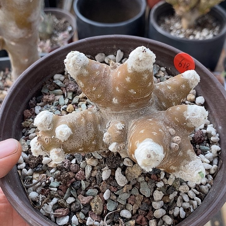 618雪露格加杂一一一一一一一