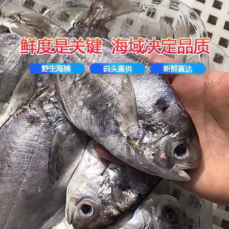 神泉本港肉鲳南鲳鱼广东包邮当天杀好发货5斤到手一包400克