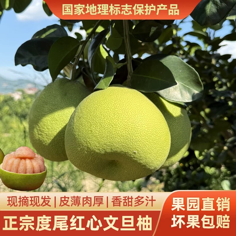 【一个装】福建仙游度尾文旦柚红心新鲜应季孕妇酸甜多汁水果