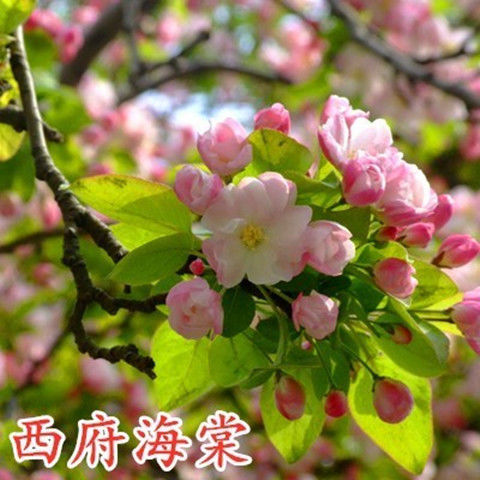 西府海棠树苗耐寒耐旱春季开花海棠别墅外庭院风景树地栽植物海棠