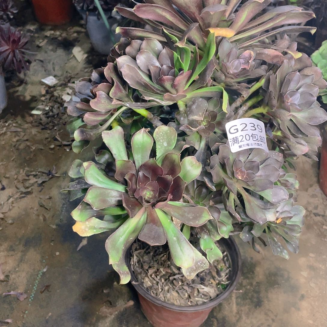 239灰原叶花脸多肉法师