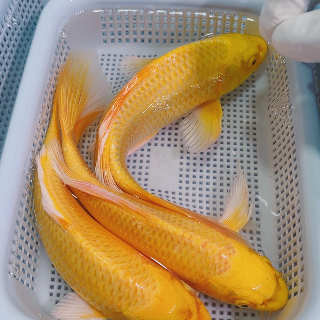 锦鲤锦鲤冷水观赏鱼