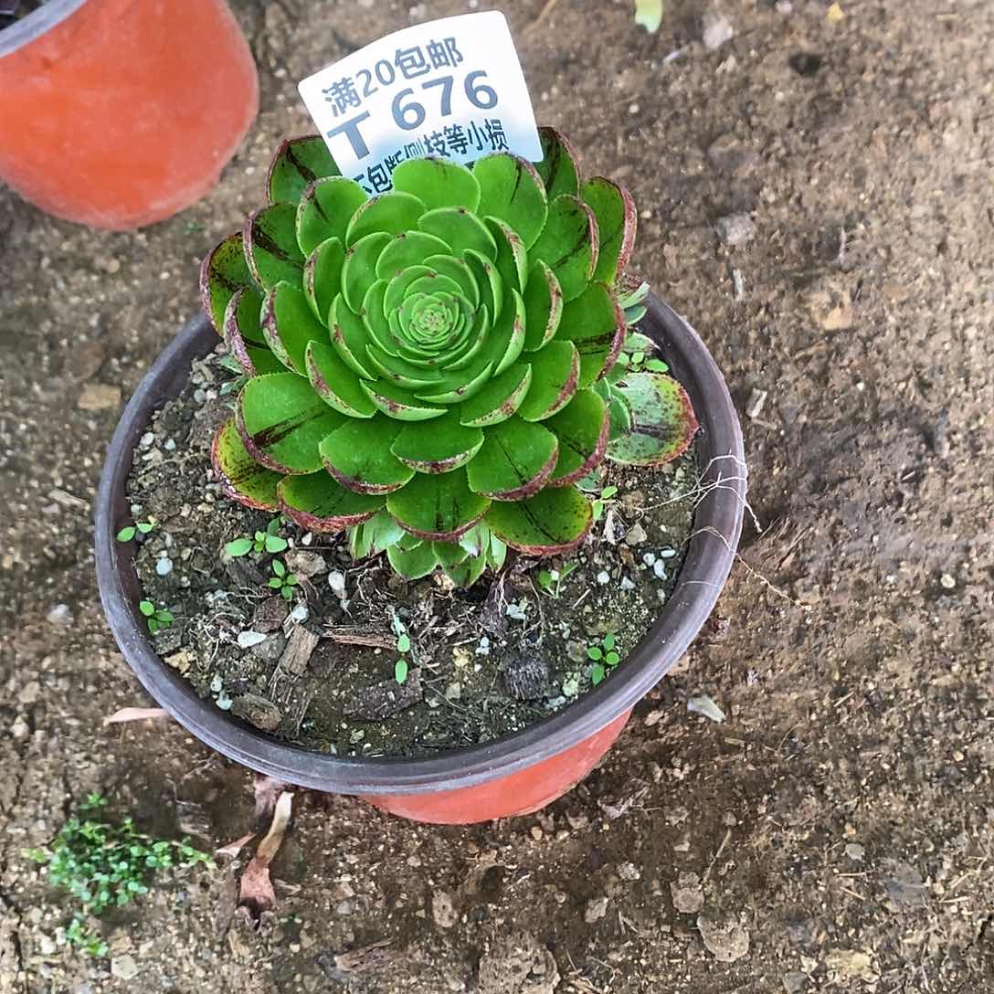 676绿魔多肉法师锦