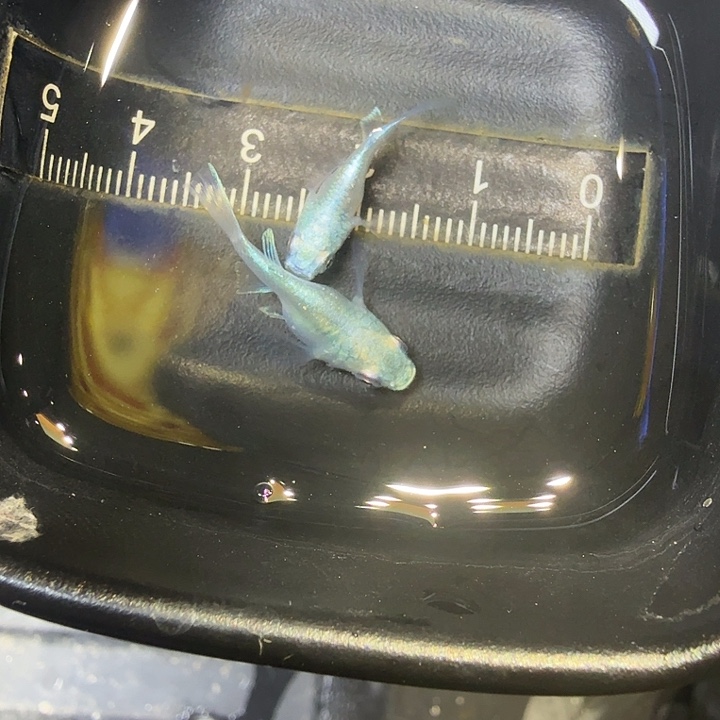 青鳉鱼49号拍品银球