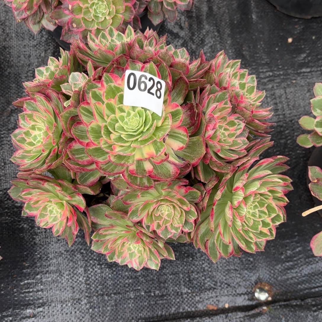 多肉法师万花筒0628发货