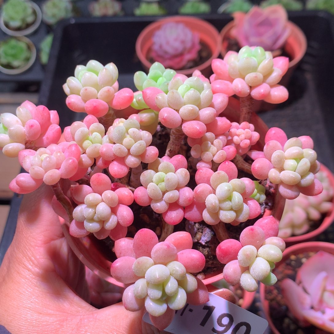 乐然21-190 洛可可 