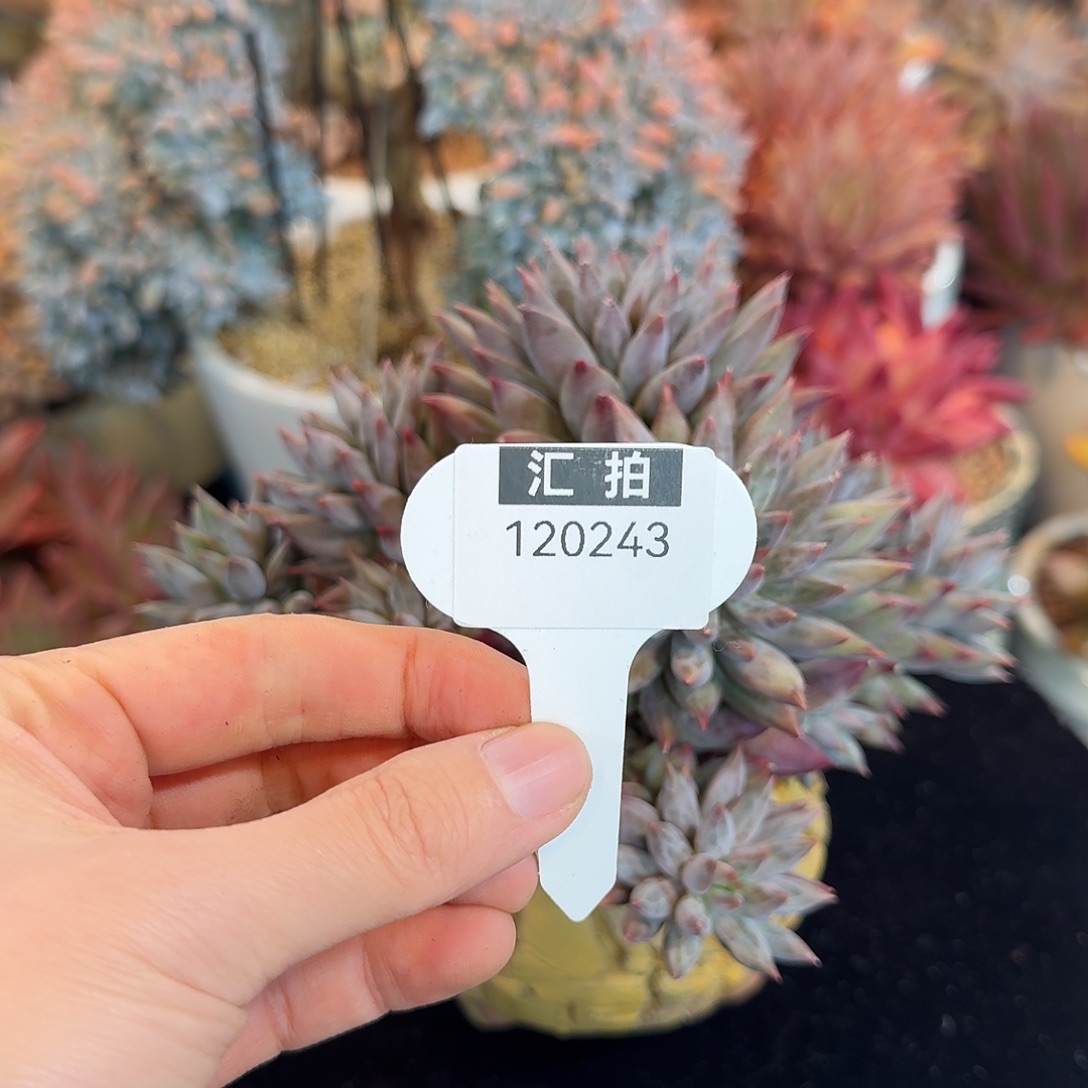 精品多肉植物120243