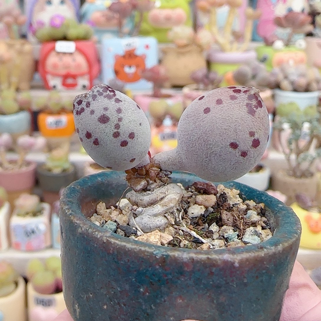 丸叶粉海豹 盆口3cm