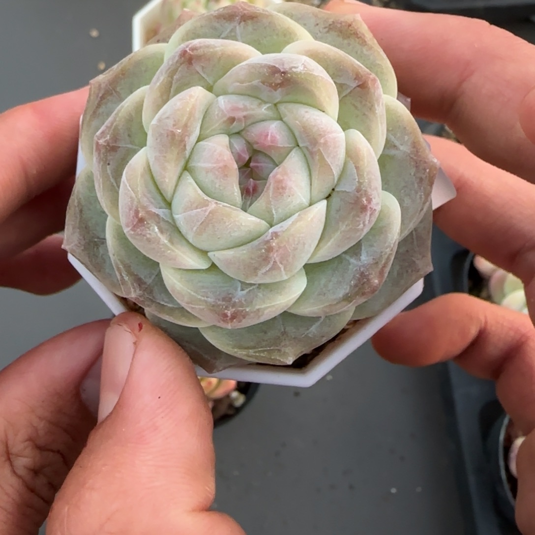 一物一拍麦秆珍妮05167