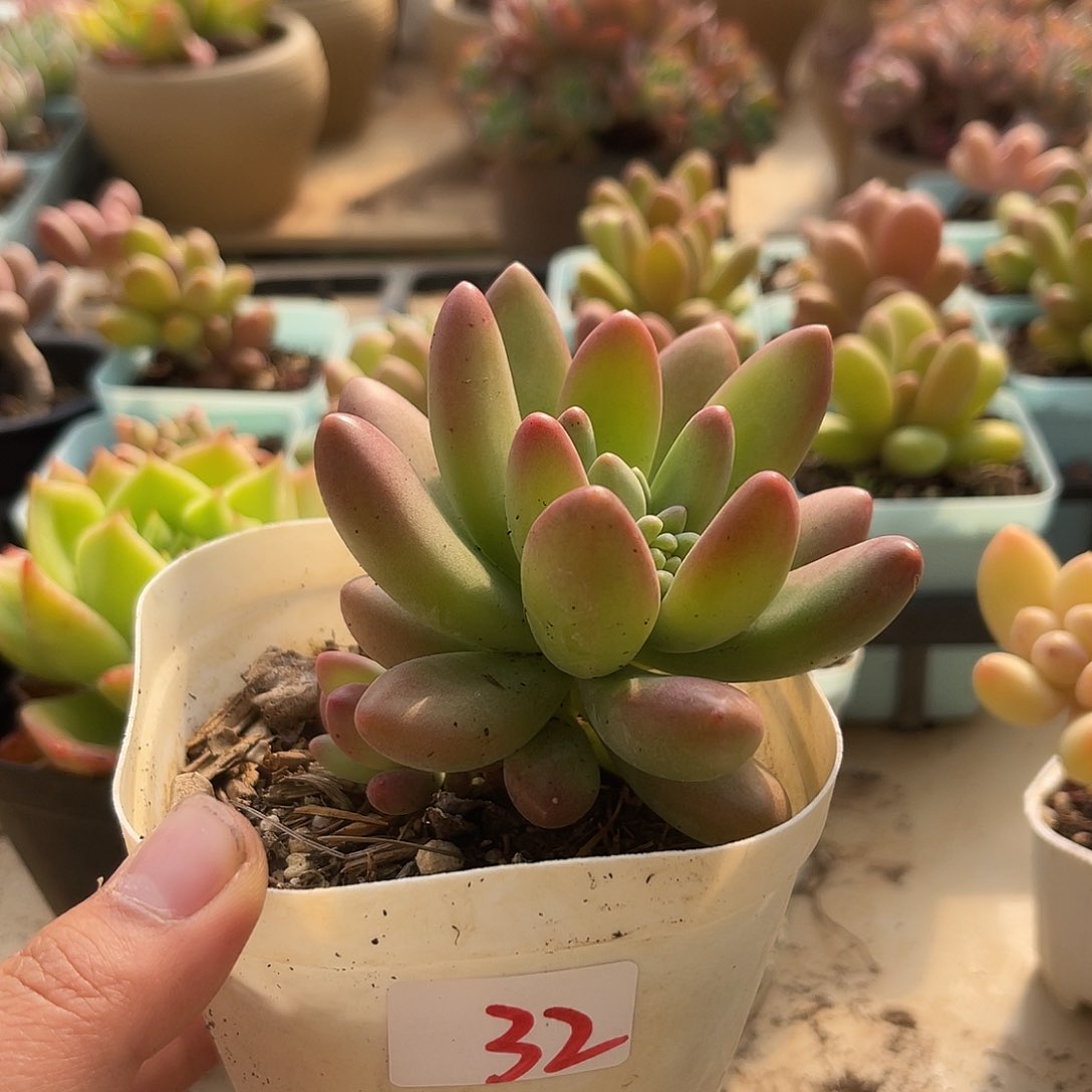 小叶芒果。 32。  111111111