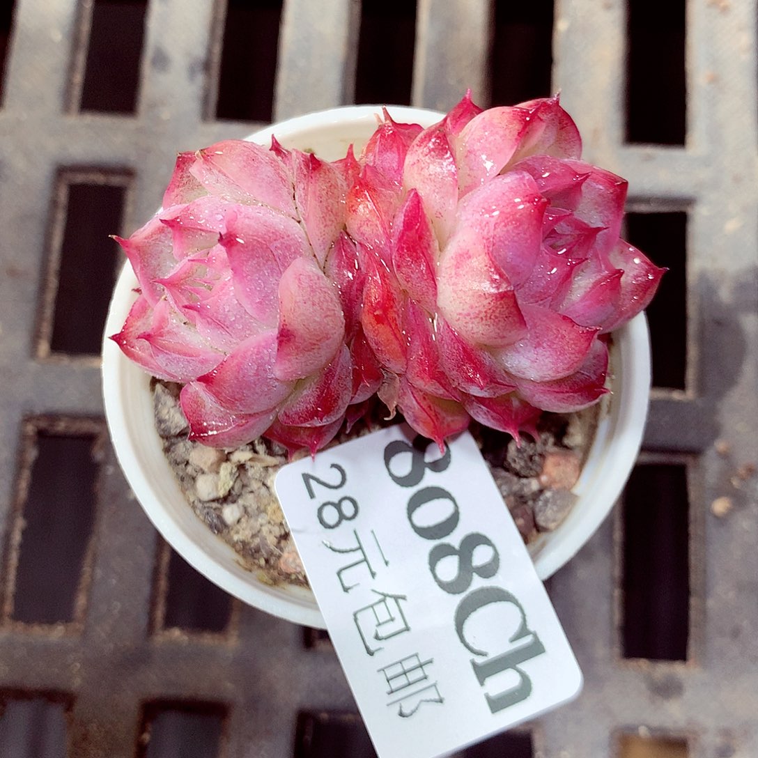 5厘米盆精控多肉808