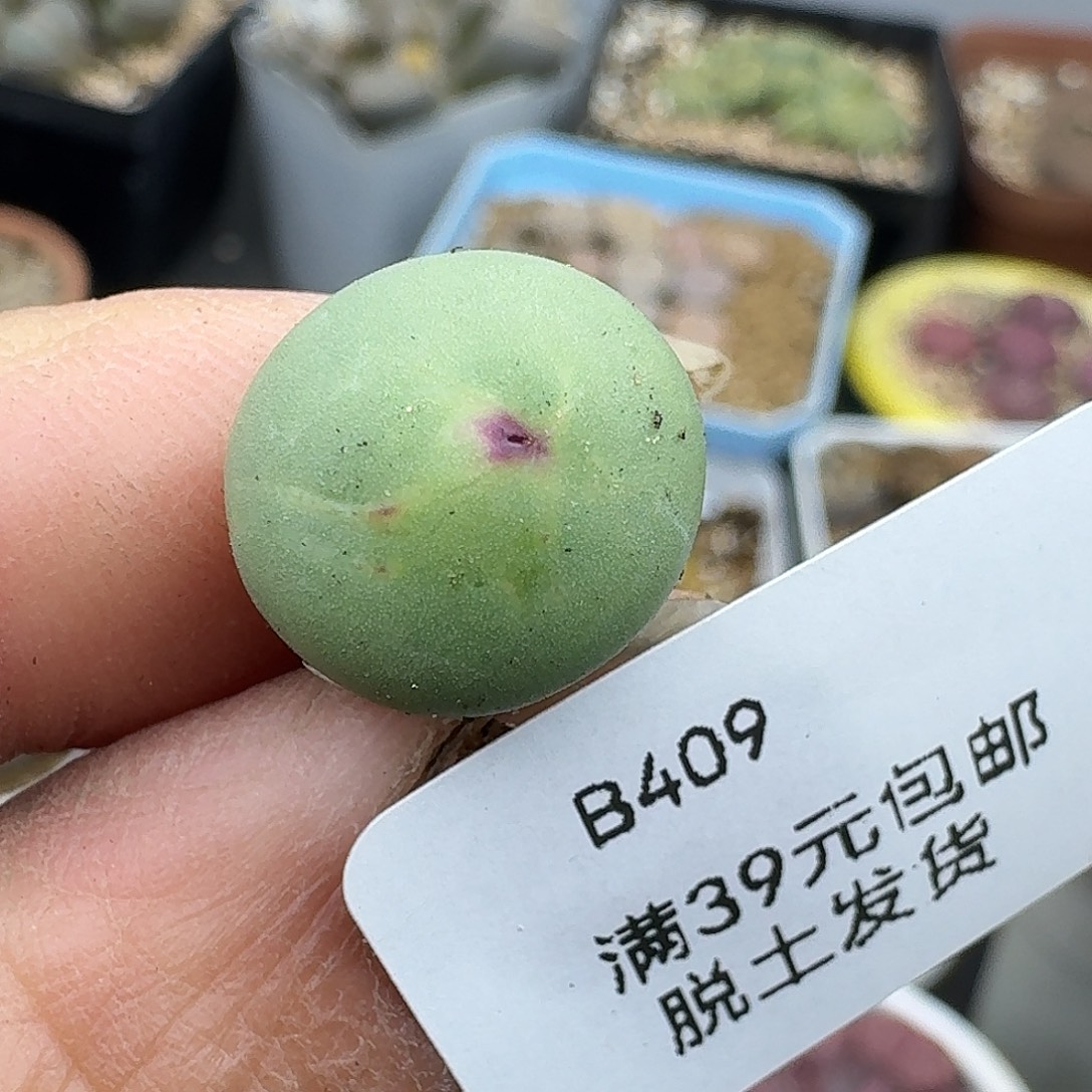 409多肉哈哈哈哈哈哈哈