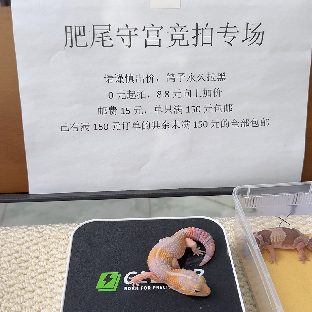 肥尾守宫直线橘白 妹妹