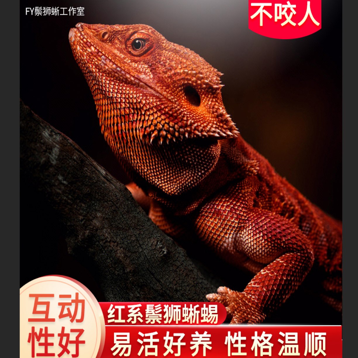 温顺不咬人的红系鬃狮蜥活体亚成爬宠宠物