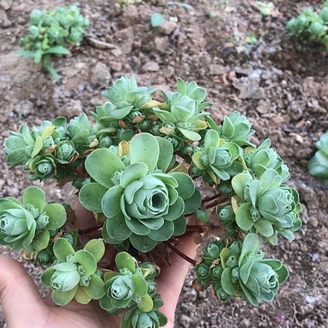 步**升山地玫瑰一棵多肉10