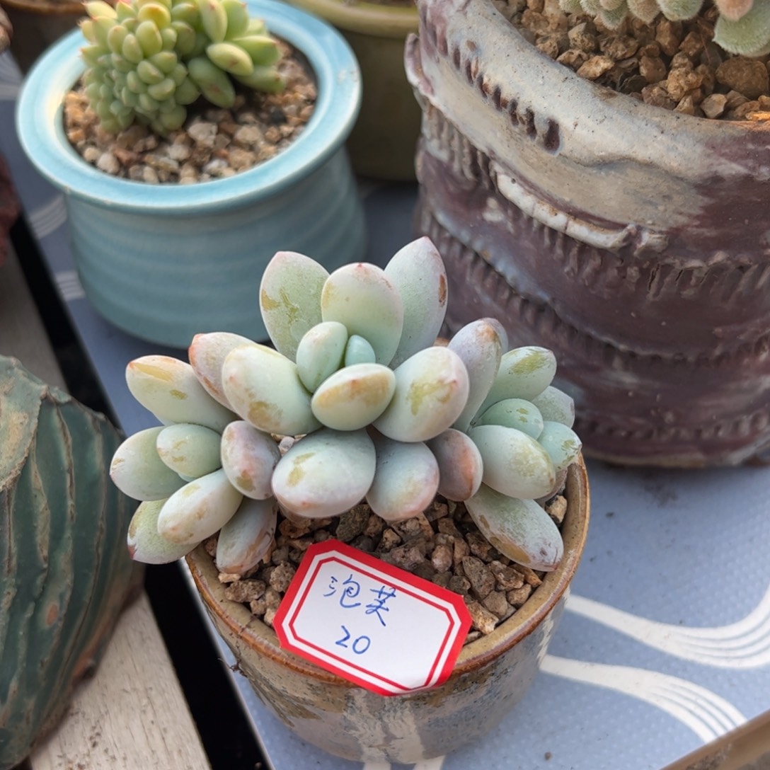 雪美人群多肉植物