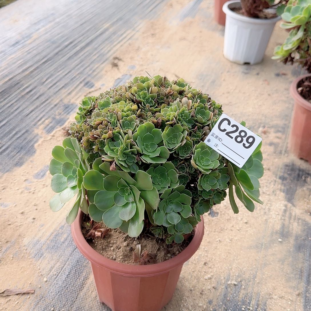 289玫瑰朵朵一颗呀呀