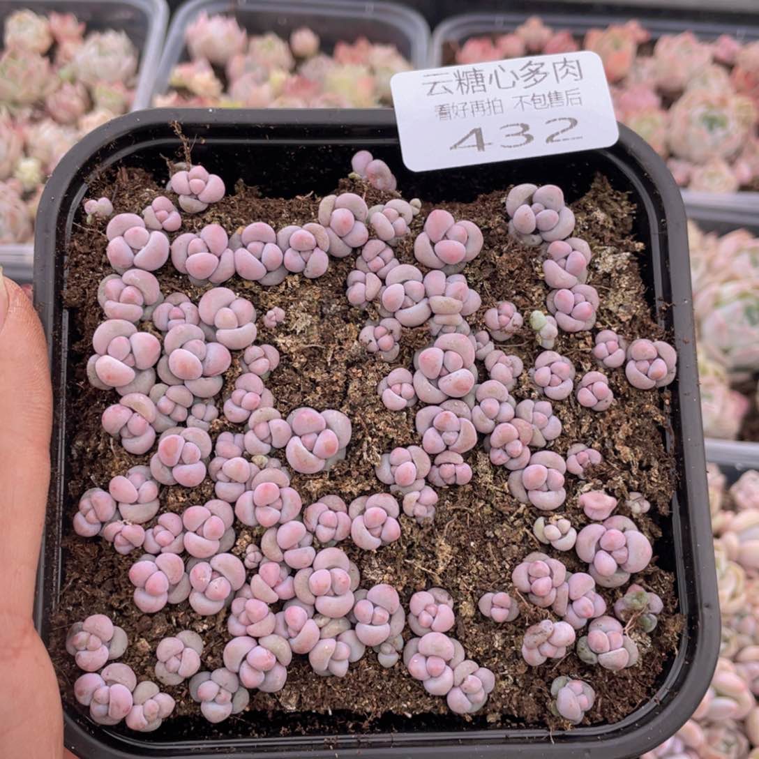 云糖心多肉植物432